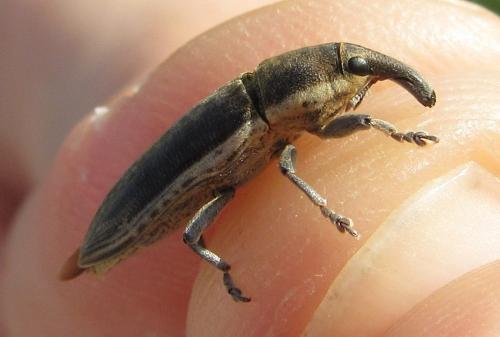 Lixus sp.